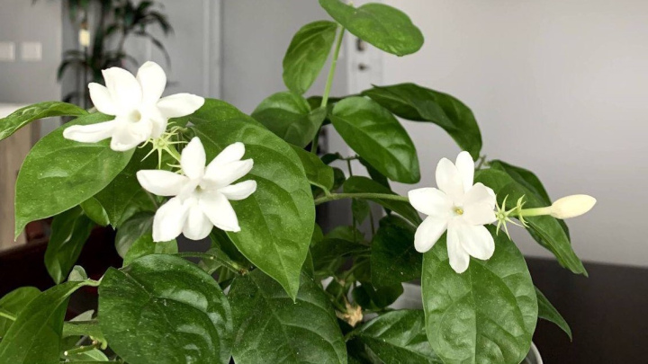 گل یاس، گیاه خوش عطر آپارتمانی گل یاس، گیاه خوش عطر آپارتمانی