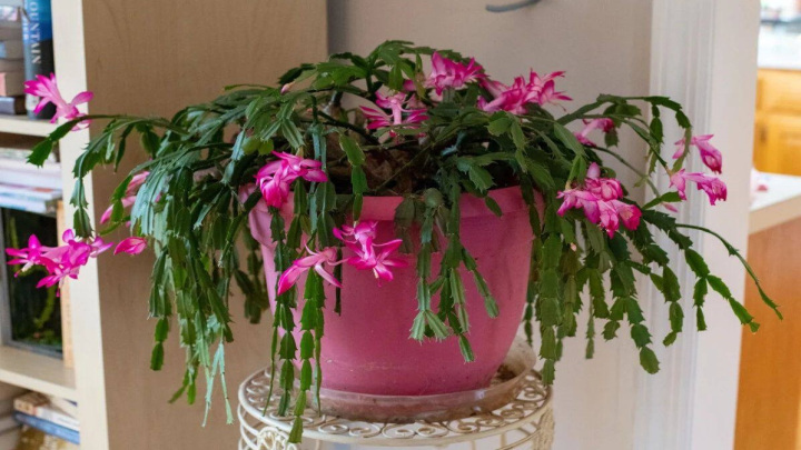 کاکتوس کریسمس، گیاه محبوب زمستانی