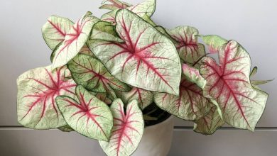 گیاه برگ پهن آپارتمانی