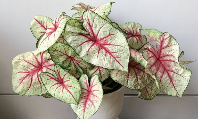 گیاه برگ پهن آپارتمانی