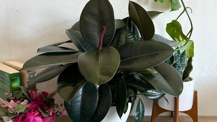 گیاه فیکوس الاستیکا برای نگهداری در آپارتمان گیاه فیکوس الاستیکا برای نگهداری در آپارتمان