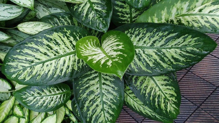 گیاه دیفن باخیا پهن و مناسب برای آپارتمان