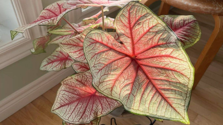 گیاه کالادیوم، پهن و زیبا برای آپارتمان گیاه کالادیوم، پهن و زیبا برای آپارتمان