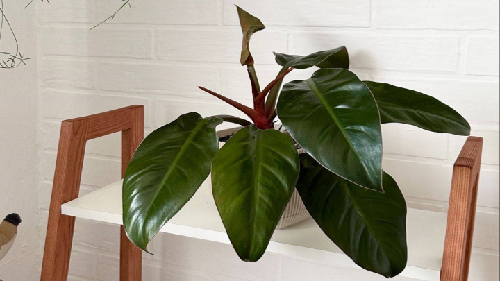 گیاه فیلودندرون، متفاوت برای نگهداری در آپارتمان گیاه فیلودندرون، متفاوت برای نگهداری در آپارتمان