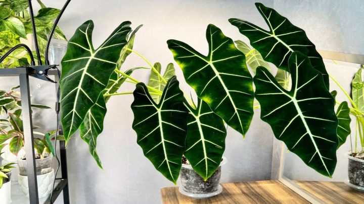 گیاه برگ خربزهای، شیک و زیبا برای آپارتمان گیاه برگ خربزهای، شیک و زیبا برای آپارتمان