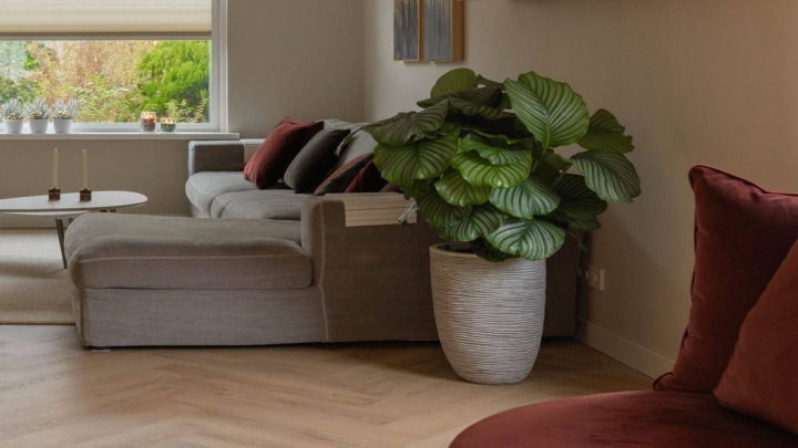 گیاه کالاتیا اوربیفولیا، گیاهی پهن و مناسب آپارتمان گیاه کالاتیا اوربیفولیا، گیاهی پهن و مناسب آپارتمان