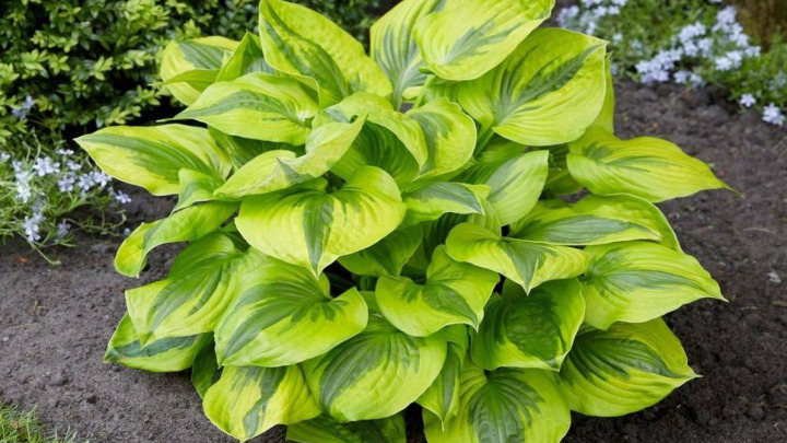 گیاهان مقاوم به سرما؛ گیاه میزبان (Hosta)
