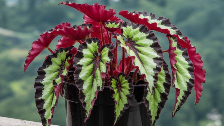 گیاهان مقاوم به سرما؛ گیاه بگونیا (Begonia)