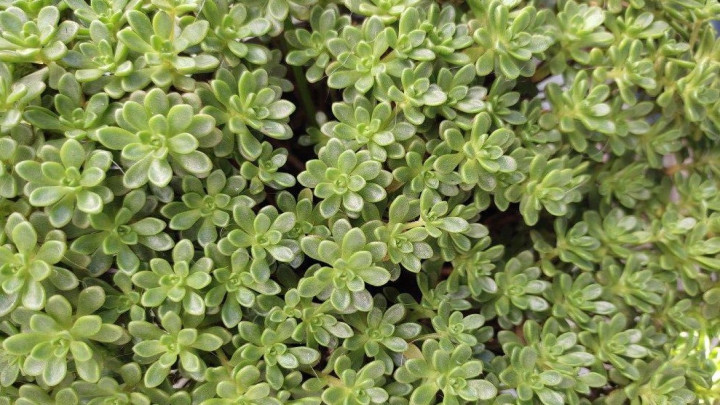 گیاهان مقاوم به سرما؛ گیاه سدوم (Sedum)