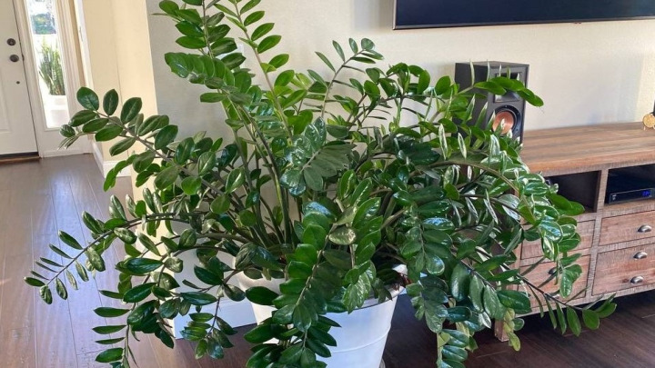 گیاهان مقاوم به سرما؛ گیاه زاموفیلیا (ZZ Plant)