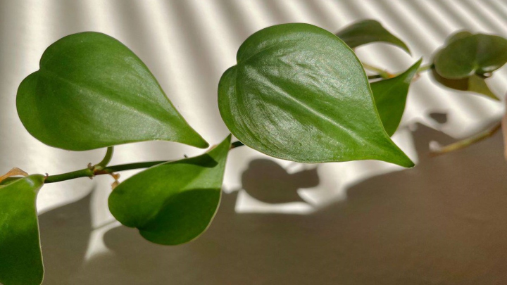 گیاهان مقاوم به سرما؛ گیاه فیلودندرون اسکاندنس (Heartleaf Philodendron)