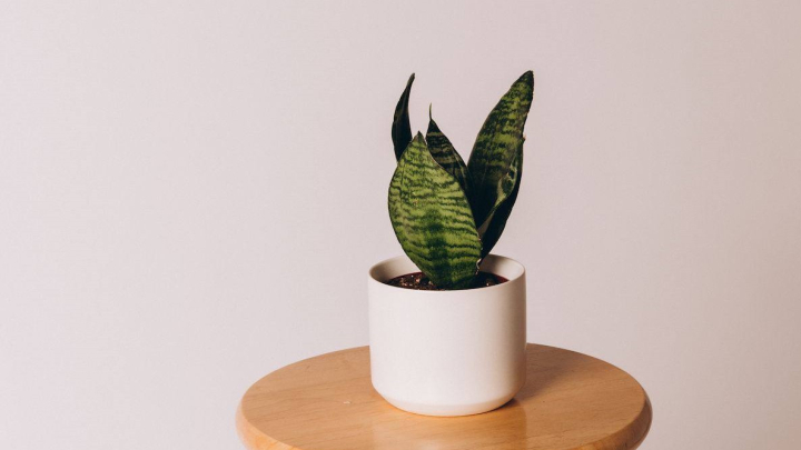 گیاهان مقاوم به سرما؛ گیاه سانسوریا (Snake Plant)