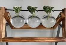 نگهداری فیتونیا در آب