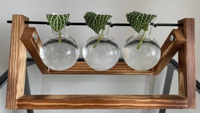 نگهداری فیتونیا در آب