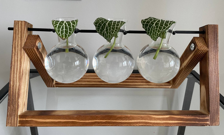 نگهداری فیتونیا در آب