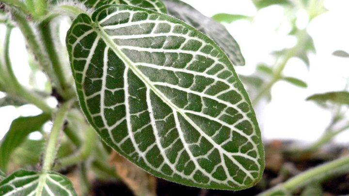 گیاه فیتونیا و روش نگهداری آن