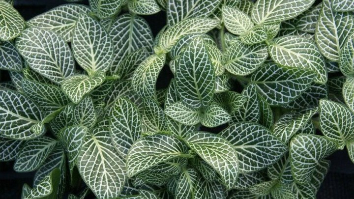 مراقبت و نگهداری روزانه از گیاه فیتونیا