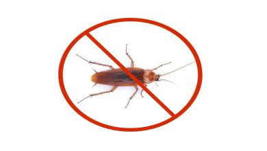 روش‌های علمی و خانگی مؤثر برای پیشگیری و دفع سوسک حمام؛ Methods for preventing and eliminating cockroaches