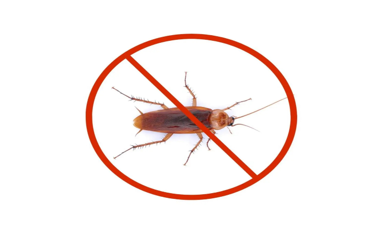 روشهای علمی و خانگی مؤثر برای پیشگیری و دفع سوسک حمام؛ Methods for preventing and eliminating cockroaches