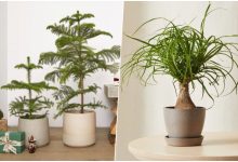 انواع گیاهان برگ ‌سوزنی