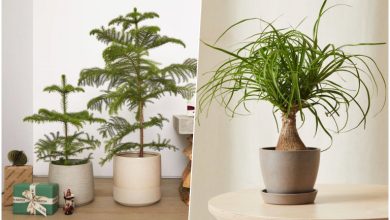 انواع گیاهان برگ ‌سوزنی