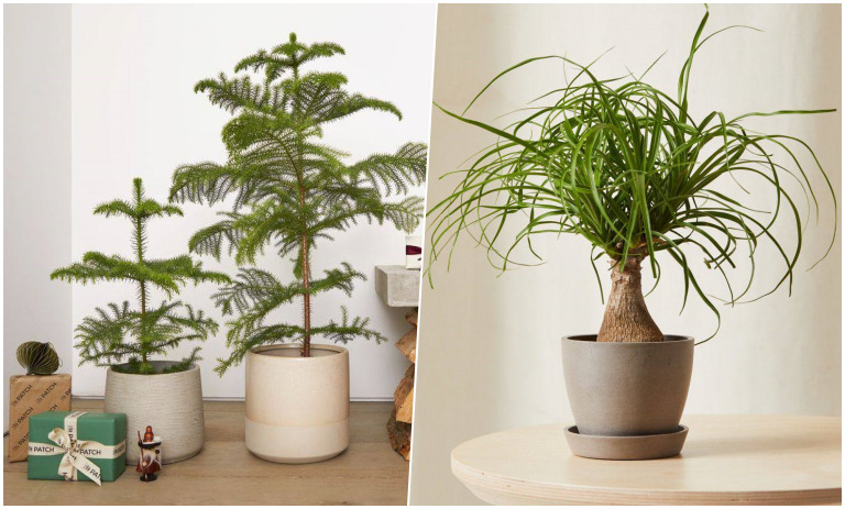 انواع گیاهان برگ ‌سوزنی