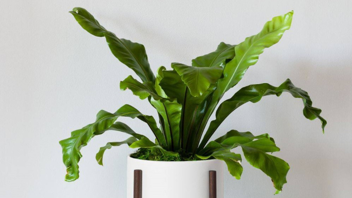 گیاه سرخس لانه پرنده، خاص‌ترین سرخس