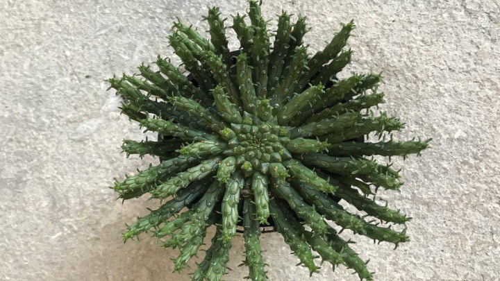 گیاه افروبیا فلاناگانی، گیاهی با برگ‌های خاص سوزنی