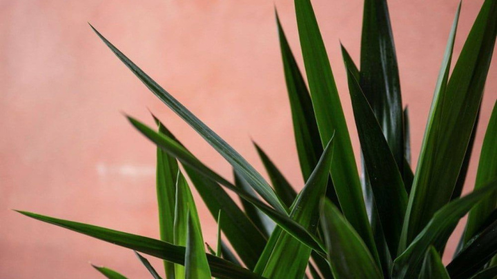 گیاه یوکا، زیبا و جذاب برای دکوراسیون