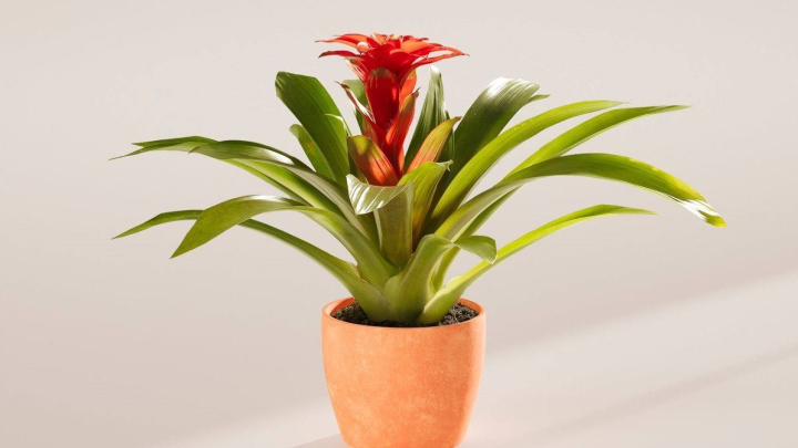 گیاه بروملیاد،‌زیبا و شیک مخصوص دکوراسیون