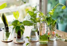 بهترین روش برای تکثیر و رشد گیاه