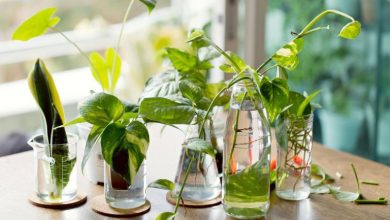 بهترین روش برای تکثیر و رشد گیاه