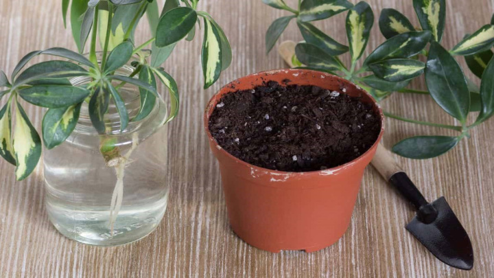 تکثیر گیاهان در خاک، یک روش عالی برای تکثیر گیاه تکثیر گیاهان در خاک، یک روش عالی برای تکثیر گیاه