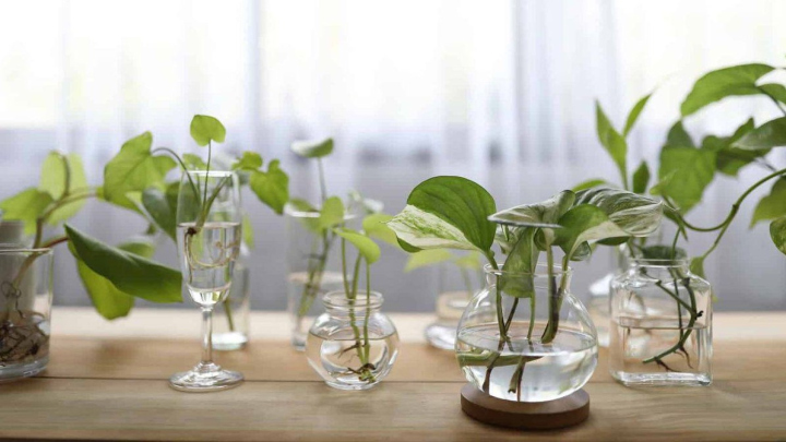 مقایسه تکثیر در خاک و آب برای تکثیر بهتر مقایسه تکثیر در خاک و آب برای تکثیر بهتر