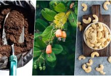 آموزش کاشت بادام هندی در گلدان + روش نگهداری