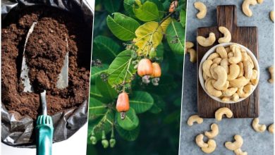 آموزش کاشت بادام هندی در گلدان + روش نگهداری