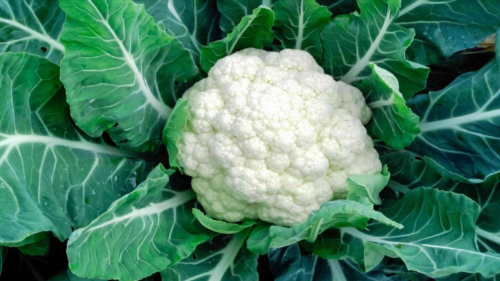 روش نگهداری از گل‌ کلم کاشته شده در گلدان