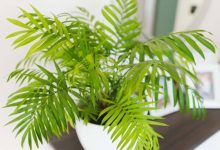 چرا گیاه شامادورا رشد نمی‌کند؟ دلایل و روش‌های احیای آن