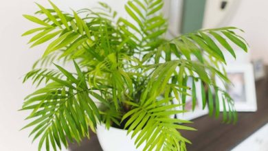 چرا گیاه شامادورا رشد نمی‌کند؟ دلایل و روش‌های احیای آن