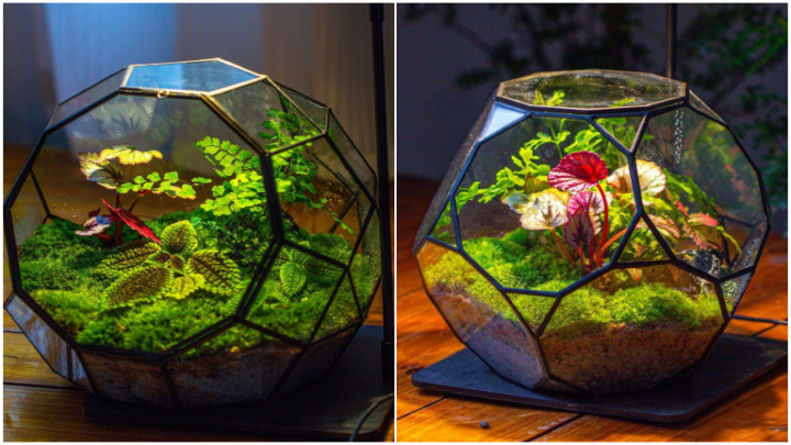 تزیین تراریوم با گیاهان متنوع رنگی تزیین تراریوم با گیاهان متنوع رنگی