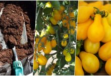 کاشت گوجه گلابی زرد (گوجه لامپی) در گلدان