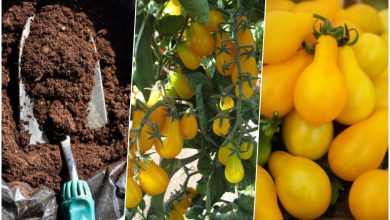 کاشت گوجه گلابی زرد (گوجه لامپی) در گلدان