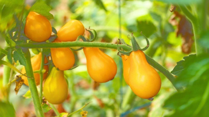 هرس منظم گیاه گوجه گلابی زرد