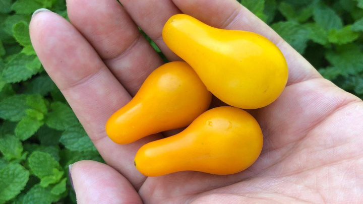 کاشت بذر گوجه گلابی زرد