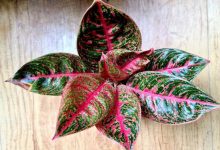 مراقبت از پاجوش آگلونما