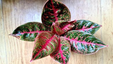 مراقبت از پاجوش آگلونما