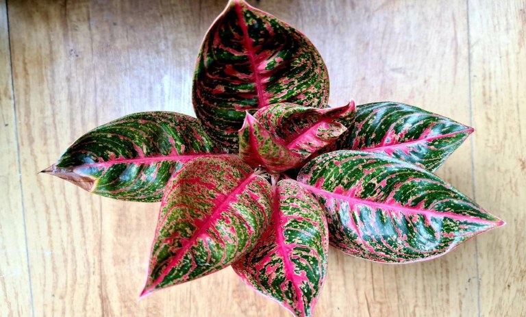 مراقبت از پاجوش آگلونما