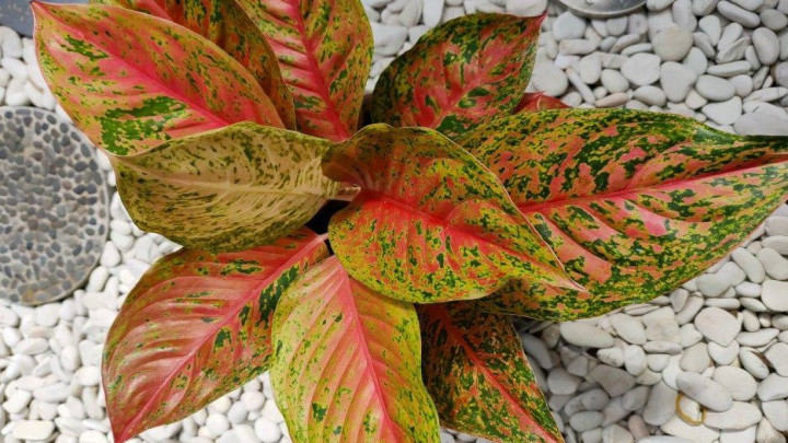 انتخاب گیاه مادر و پاجوش مناسب آگلونما انتخاب گیاه مادر و پاجوش مناسب آگلونما