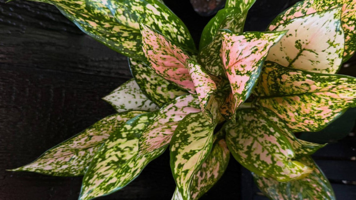 رطوبت مناسب برای پاجوش آگلونما رطوبت مناسب برای پاجوش آگلونما