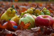 فریز کردن میوه‌های پاییزی؛ بهترین روش برای نگهداری طولانی‌مدت